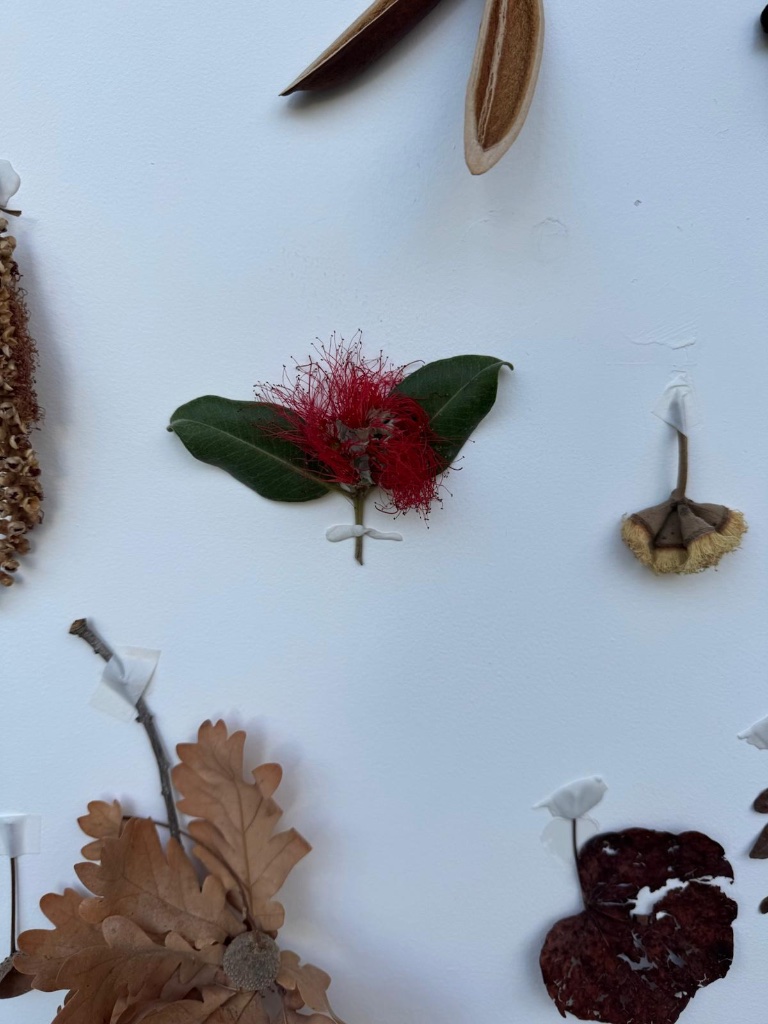Red bottlebrush flower on green leaf pinned to wall | פרח מברשת בקבוק אדום על עלה ירוק מוצמד לקיר