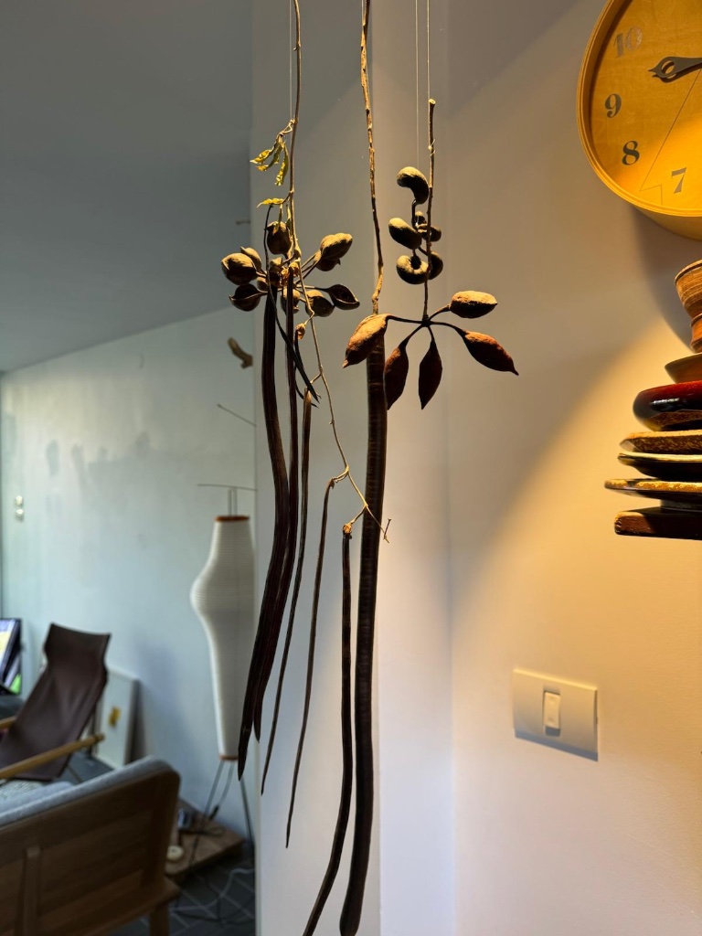 Natural objects hanging on strings from wall | עצמים מן הטבע תלויים על חוטים מהקיר