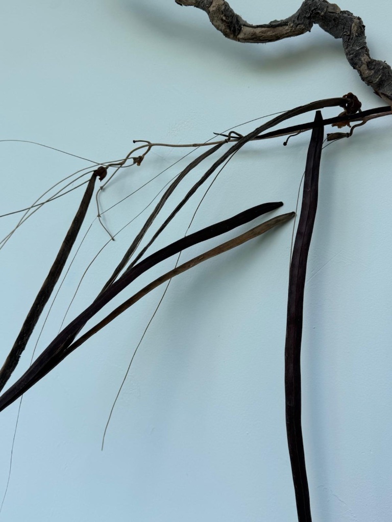 Dark hanging seed pods and long pods | תרמילי זרעים כהים תלויים ותרמילים ארוכים