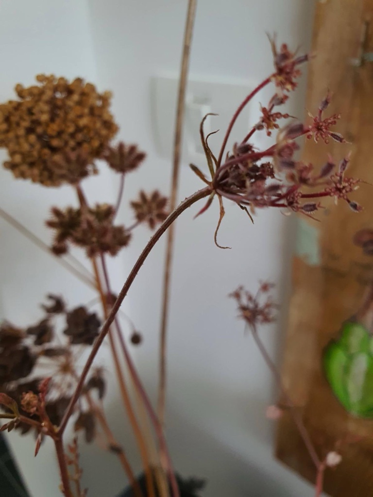 Dried flower umbels against white wall | סוככי פרחים מיובשים מול קיר לבן