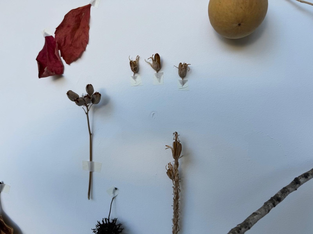 Small dried seed pods taped to white wall | תרמילי זרעים מיובשים קטנים מודבקים לקיר לבן