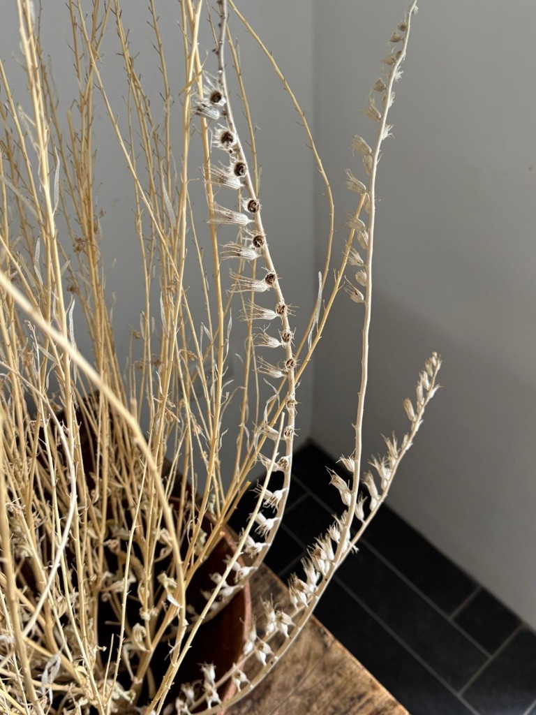 Dried grass stems with tiny seed pods | גבעולי דשא מיובשים עם תרמילי זרעים זעירים