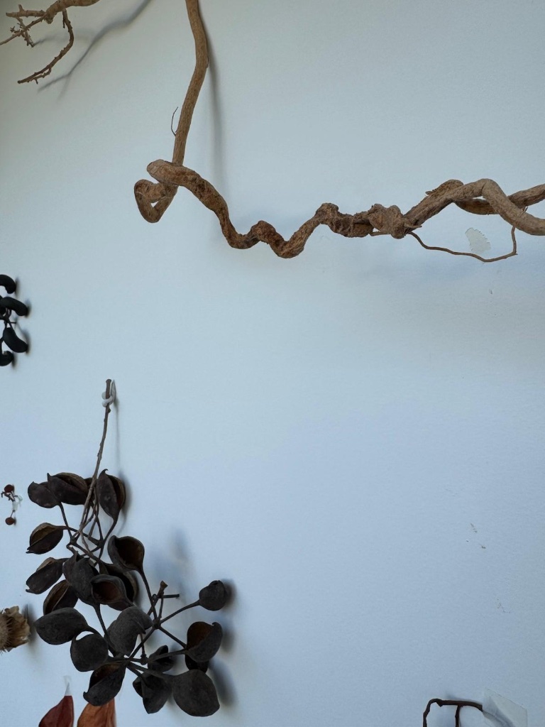 Twisted vine branch against pale wall | ענף גפן מפותל מול קיר בהיר