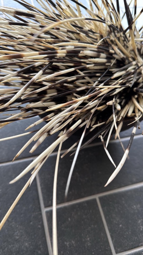Collected natural objects — driftwood, seed pods, quills arranged on a white wall | אוסף עצמים מן הטבע — עץ סחוף, תרמילי זרעים וקוצים מסודרים על קיר לבן