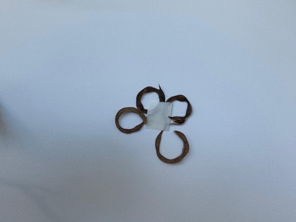 Four dried seed loops arranged as flower | ארבע לולאות זרעים מיובשות מסודרות כפרח