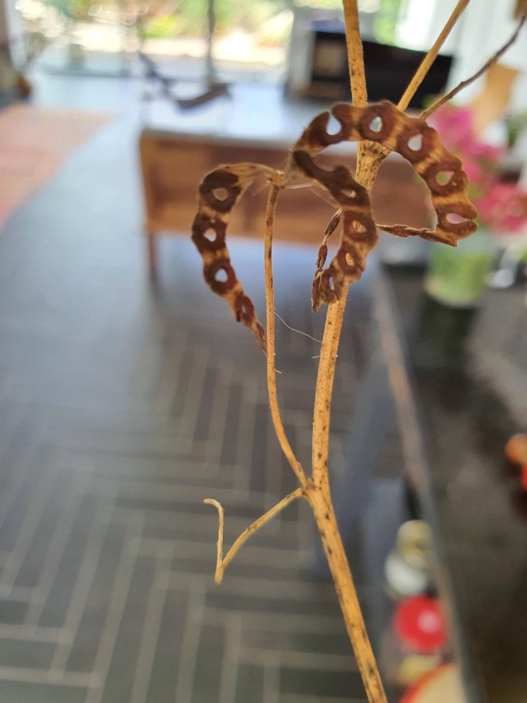 Dried lace-like seed pod on thin stem | תרמיל זרעים מיובש דמוי תחרה על גבעול דק