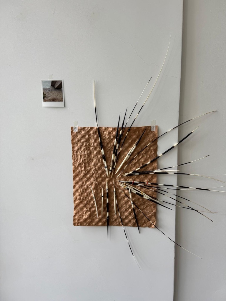 Tumbleweed on white surface | צמח גלגל על משטח לבן
