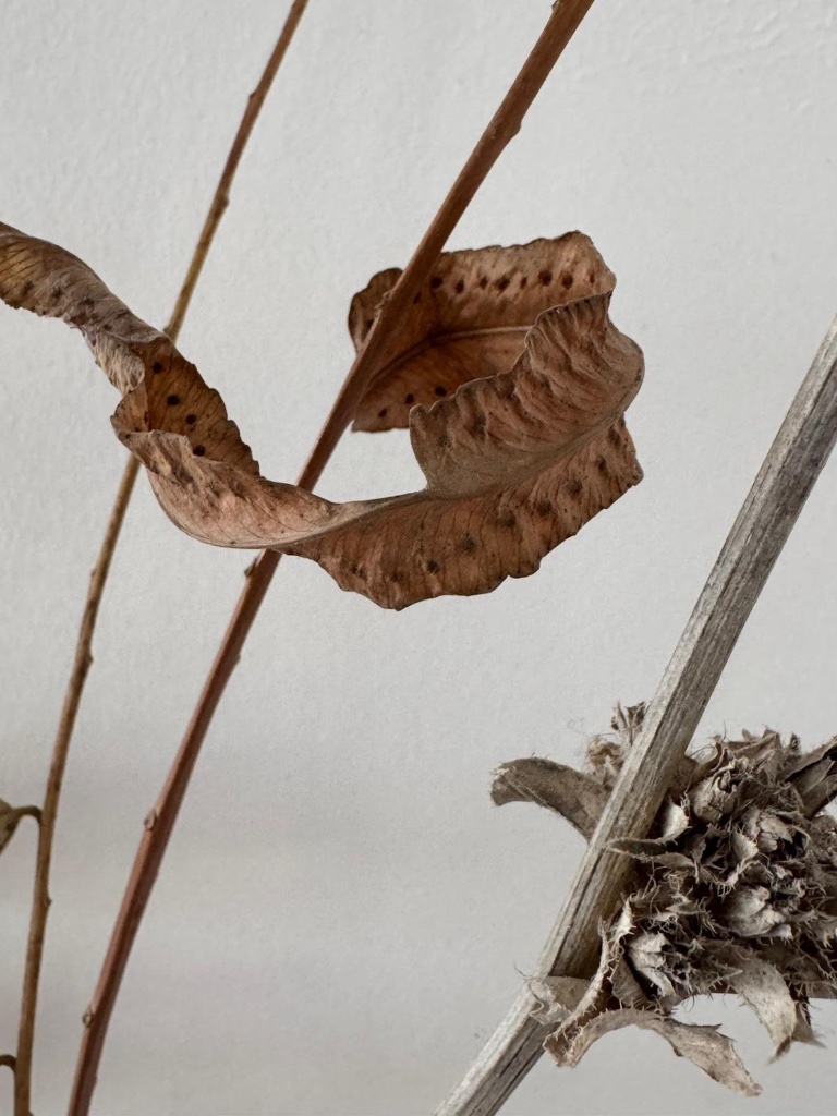 Curled dried leaf and thistle close-up | עלה מיובש מגולל וקוץ בתקריב