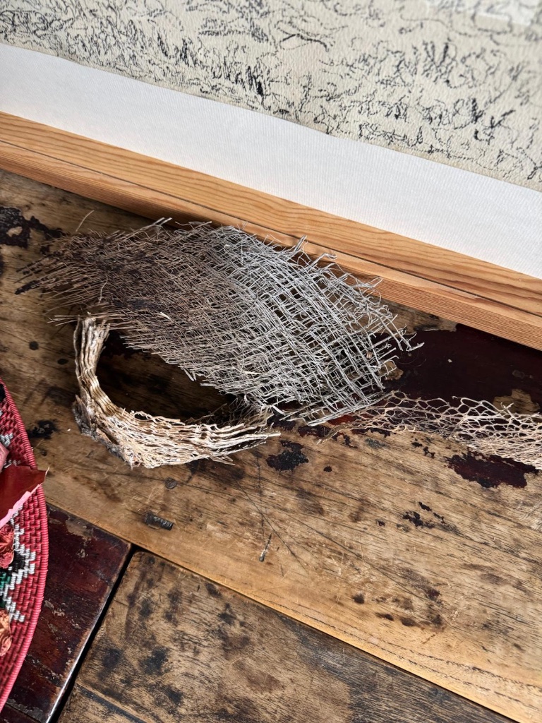 Skeletal woven seed casing on wood surface | מעטפת זרע שזורה שלדית על משטח עץ