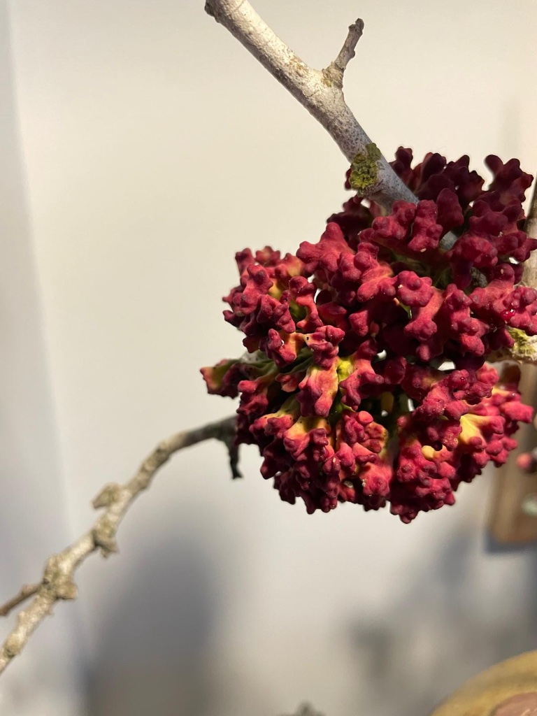 Deep crimson sumac berries on pale branch | פירות שומק אדום עמוק על ענף בהיר