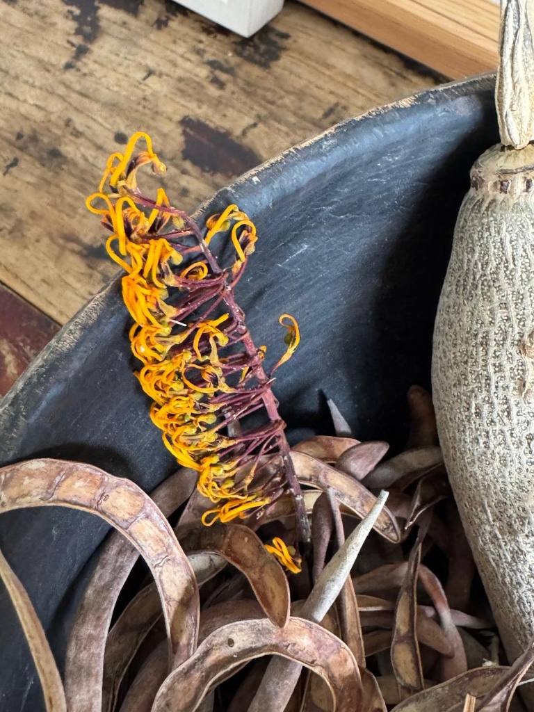 Orange curled flower and seed pods in dark bowl | פרח כתום מגולל ותרמילי זרעים בקערה כהה