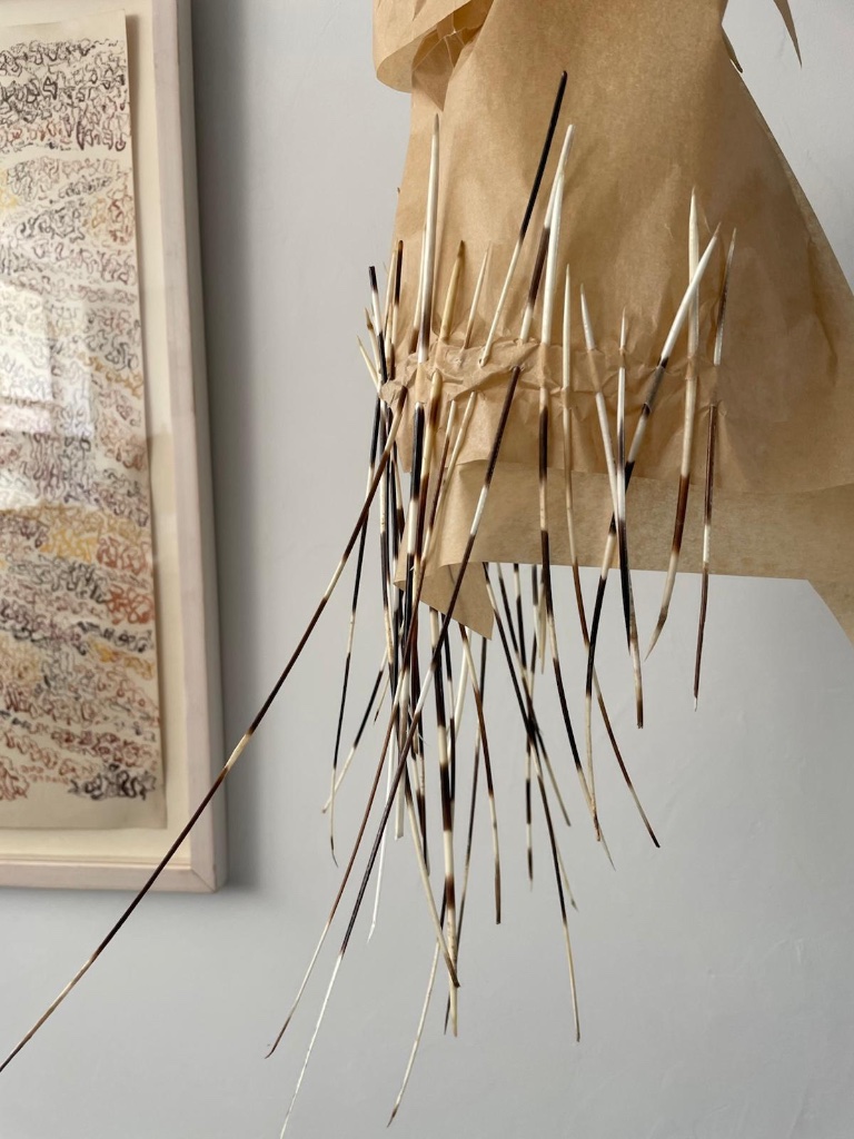 Porcupine quills in brown paper wrapping | קוצי דורבן בנייר חום עוטף