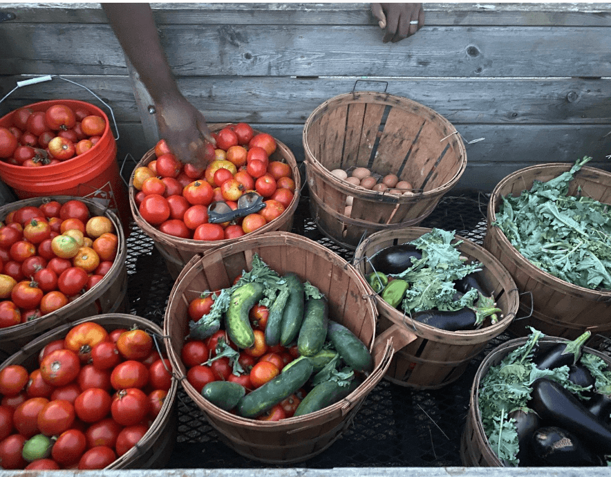 Regenerative Farming