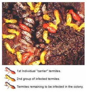 An annual termite inspection is a must to protect your home!