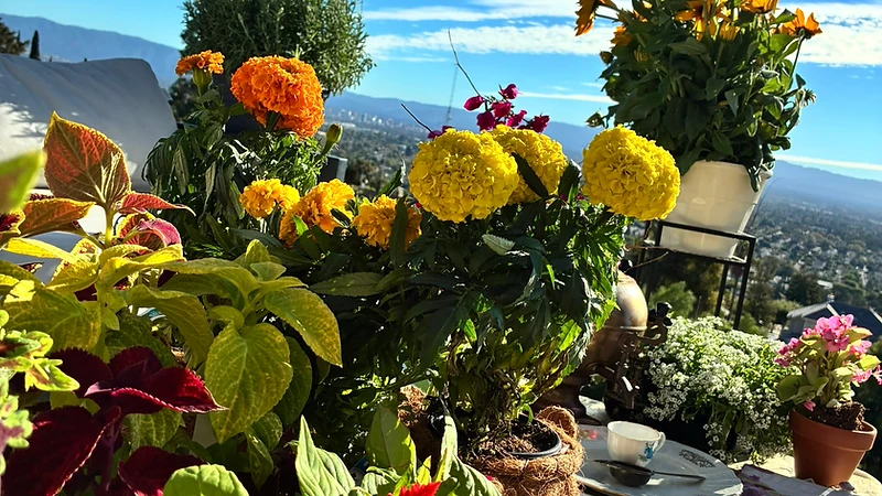 Marigolds, celosia and coleus glowing in the Dobry Garden with the valley beyond