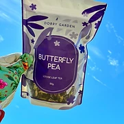 Butterfly Pea detail
