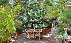 Garden table beneath mature trees and palms