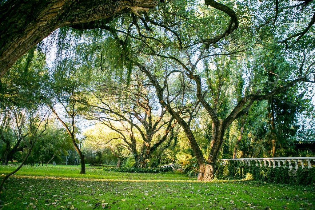 Ancient tree canopy at Vivre La Vie