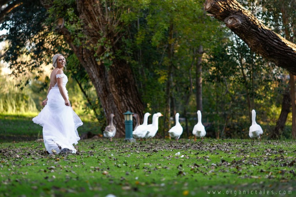 Happy bride with geese