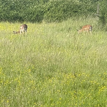 Fallow deer on the meadow