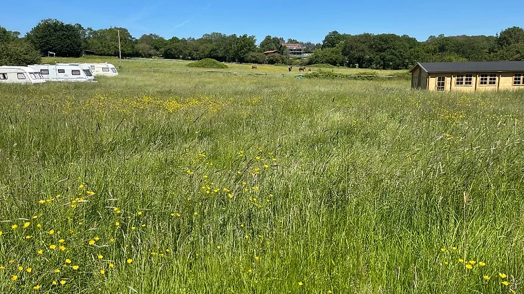 The park and surrounding forest at Willows