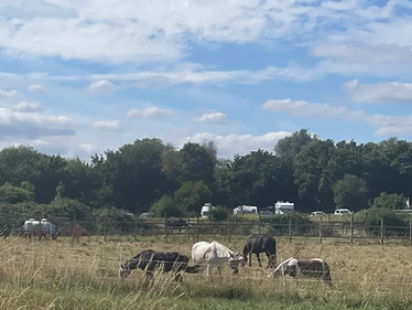 Horses grazing in the home paddock at Willows