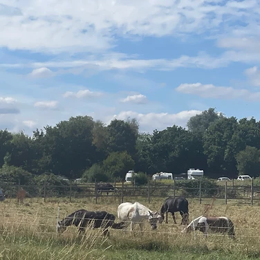 Horses grazing in the home paddock