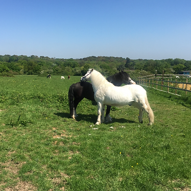 Two of the resident horses
