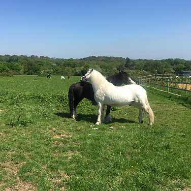 Two of the resident horses