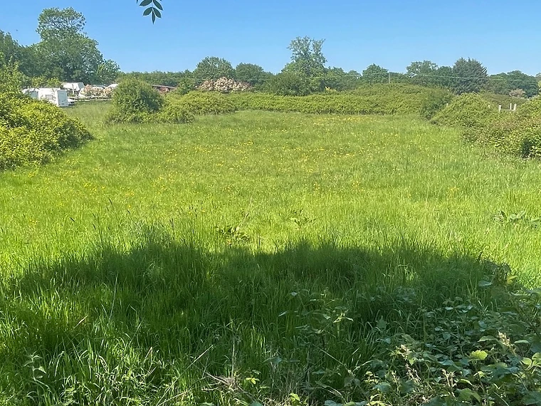 A meadow of buttercups at Willows