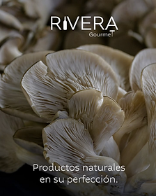 Hongos naturales: cómo usarlos frescos y deshidratados en casa