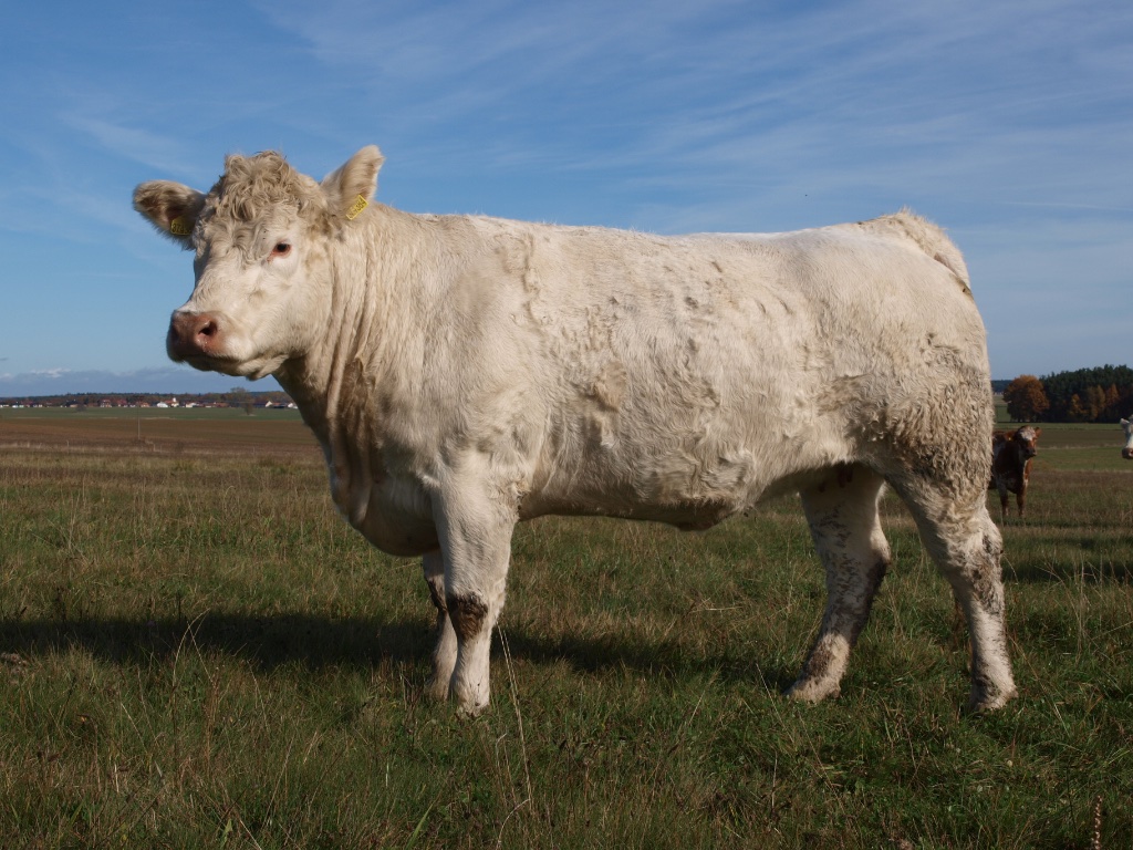 Charolais profil