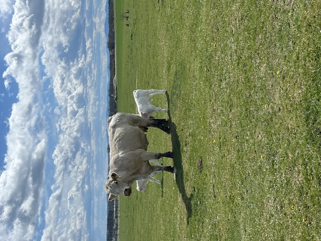 Charolais s telaty