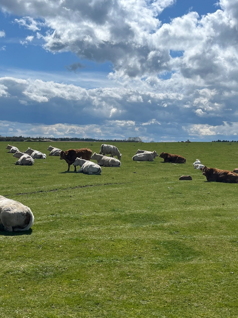 Stádo Charolais na pastvinách jižních Čech