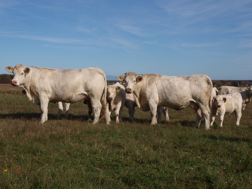 Skupina Charolais