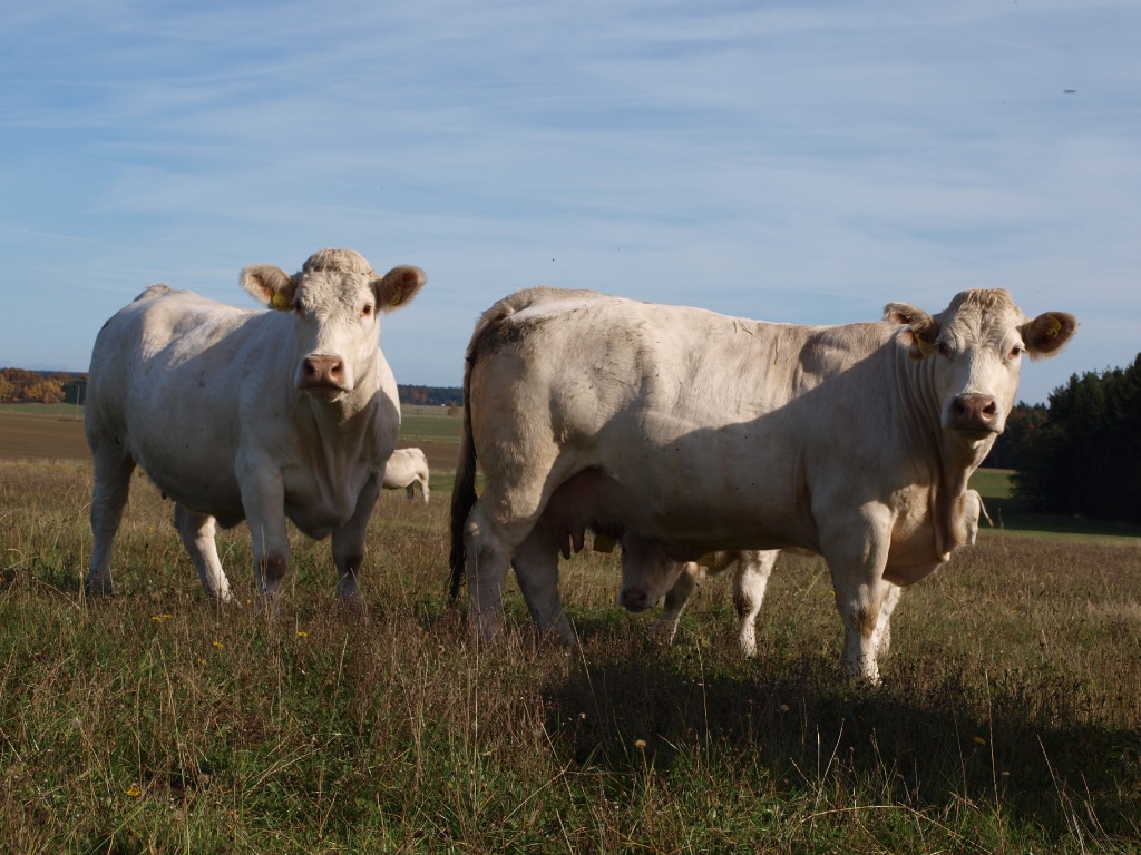 Charolais na poli