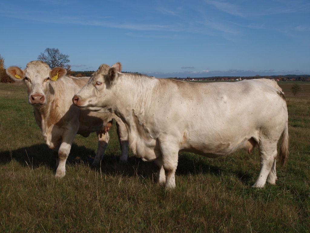 Charolais