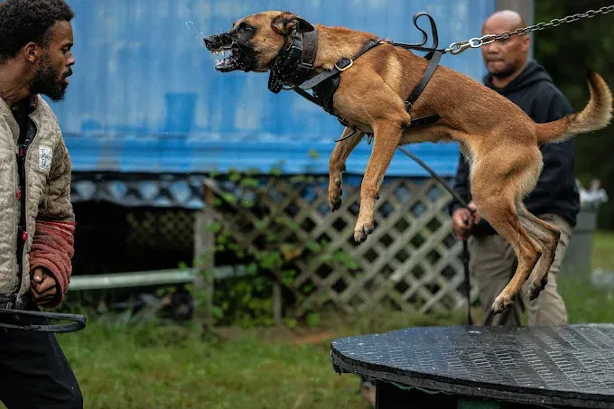 Protection bite work training session