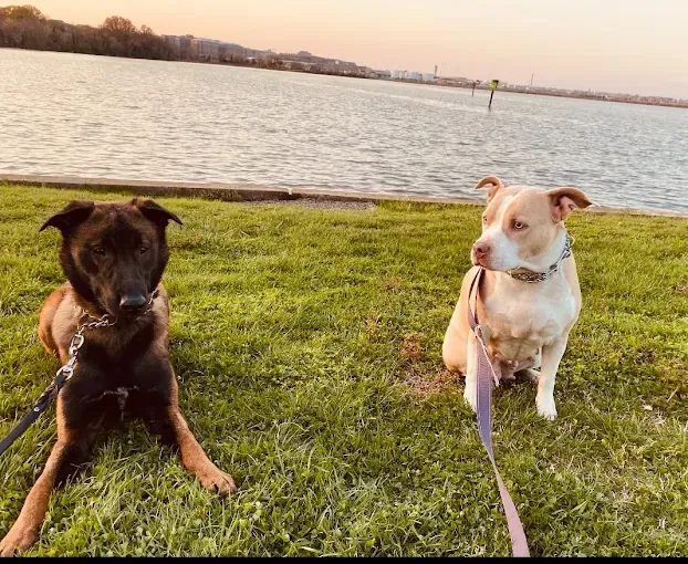 Two dogs in sit-stay at sunset waterfront