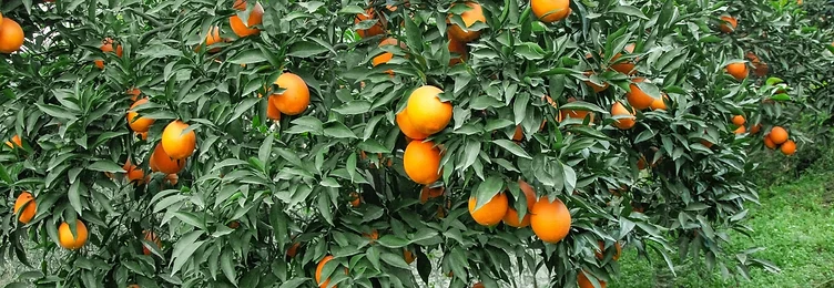 Orange grove heavy with ripe fruit