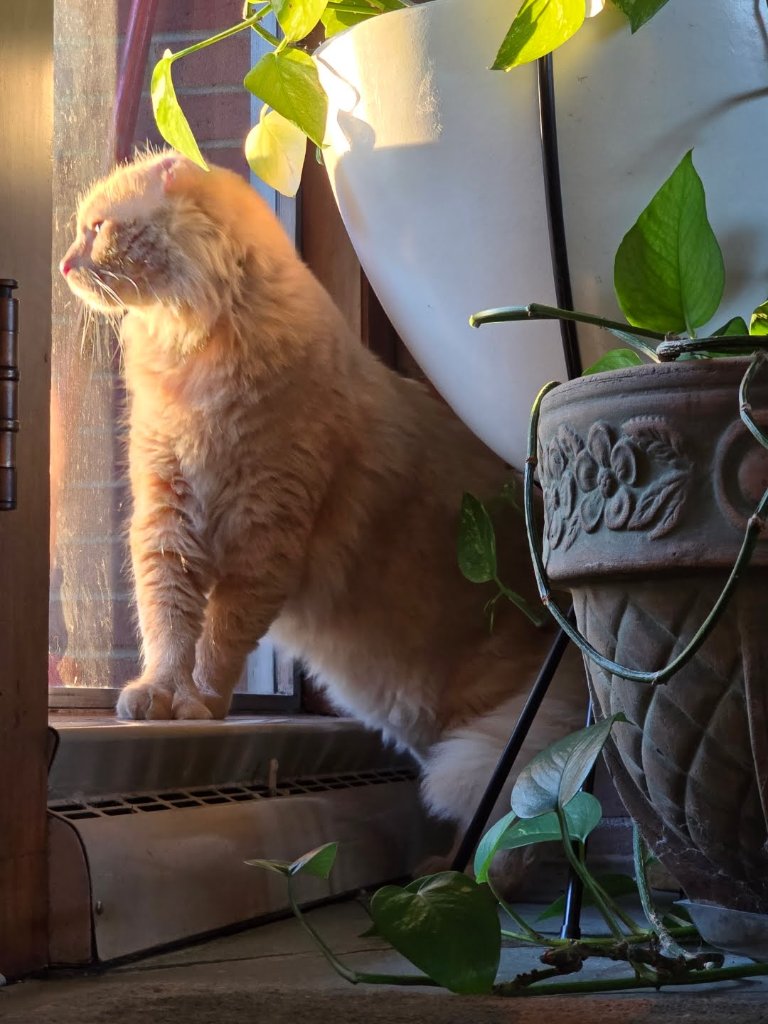 Mr. Thumbs the resident cat