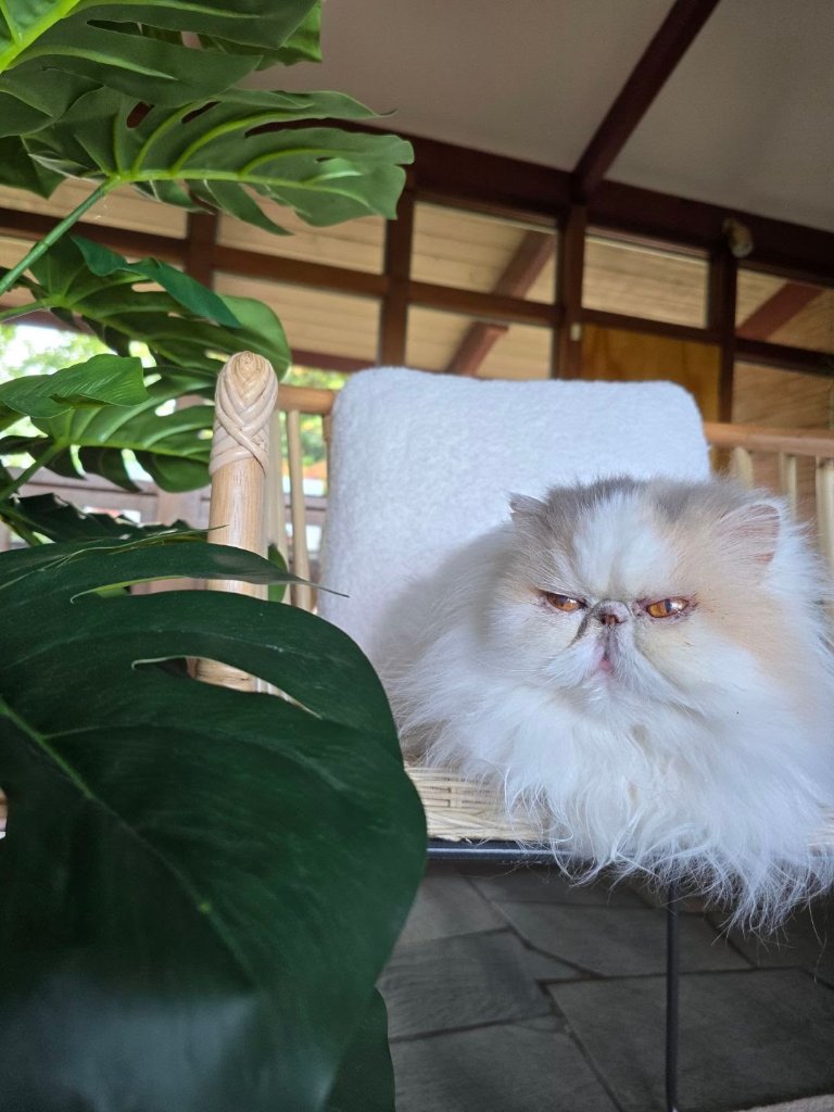 Fifi
