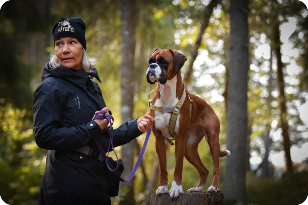 Hundträning