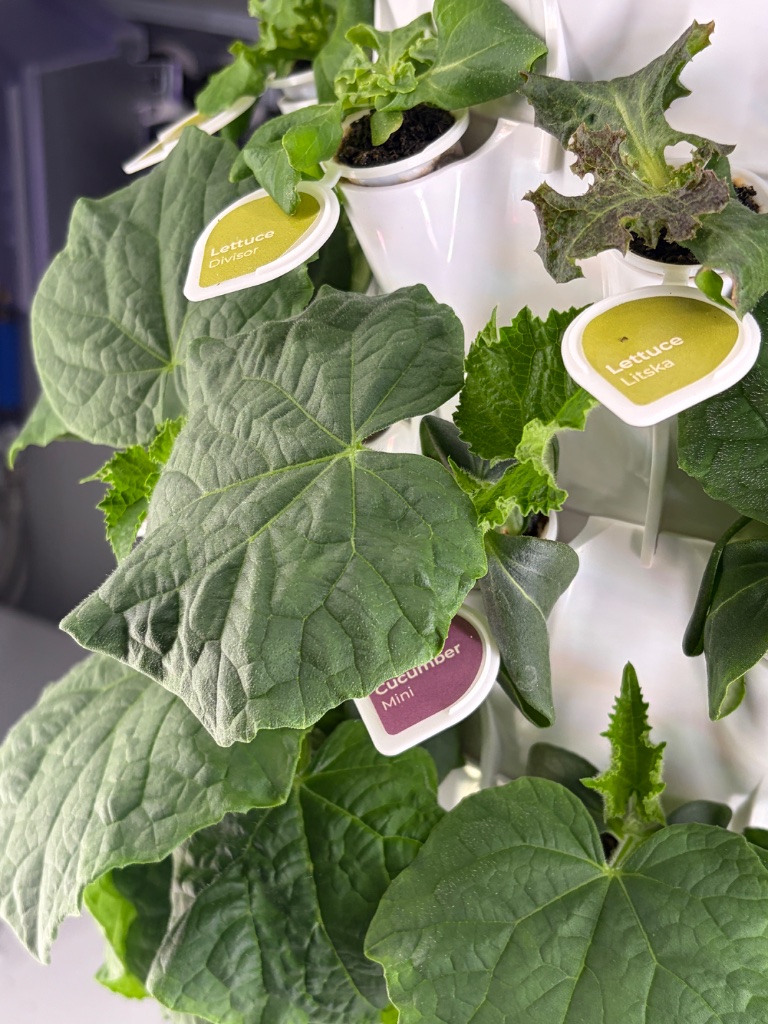 Fresh produce growing in the We Grow Aces hydroponic container farm, Evansville Indiana