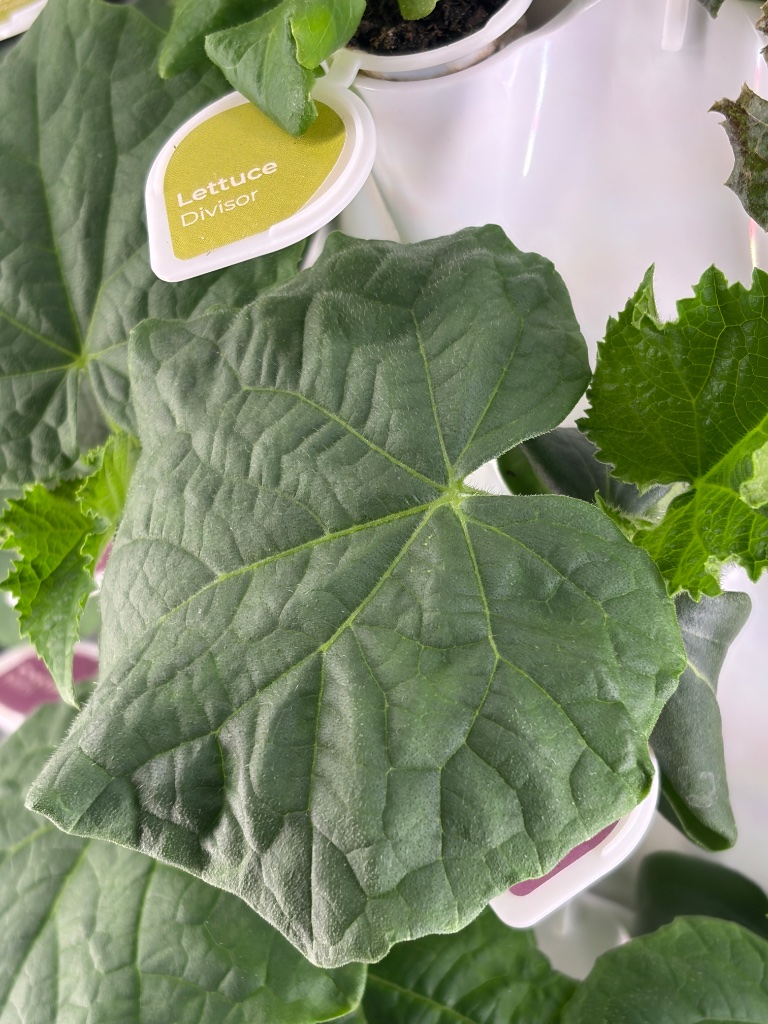 Close-up of mixed greens