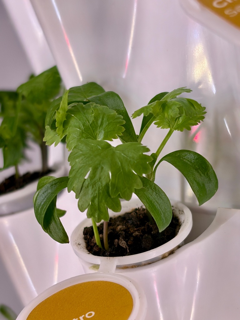 Cilantro plant close-up
