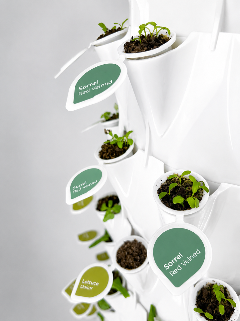 Cilantro and basil seedlings