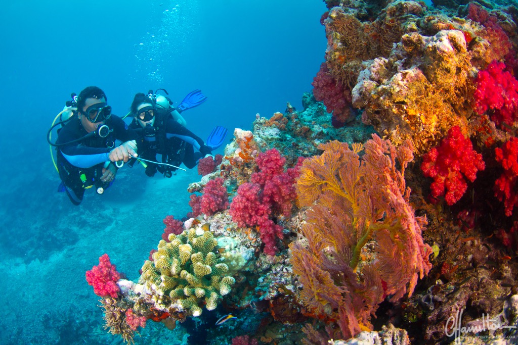 Namena Marine Reserve coral reef