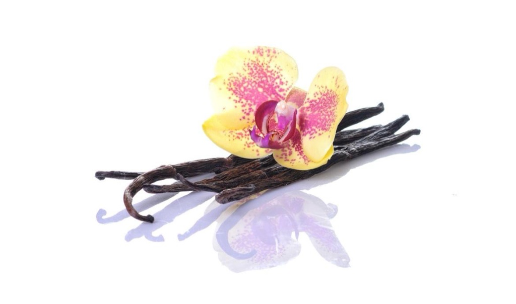 Vanille Orchidee