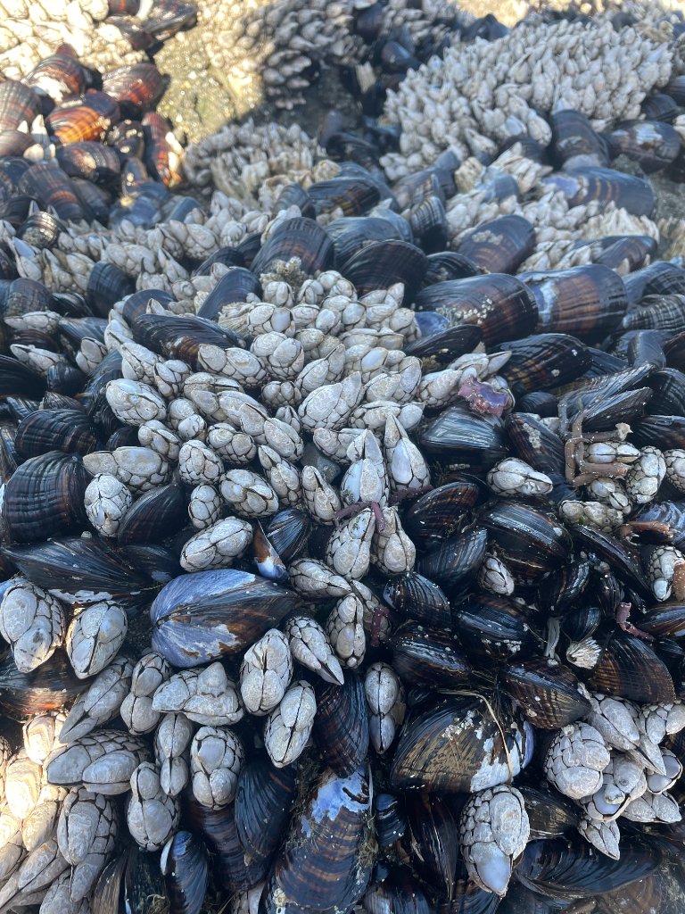 Gooseneck barnacles and mussels on rocky shore